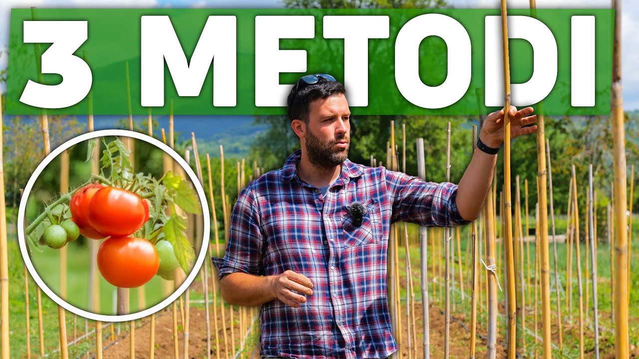 3 STRUTTURE per coltivare i POMODORI in modo PROFESSIONALE