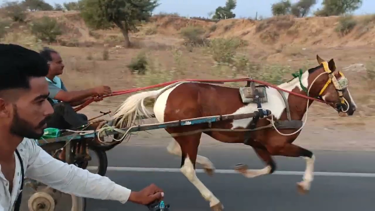 Churu horses race 🐴 22/05/2024 Fatehpur me 15km. ki putu ustaad Fatehpur winner 🏆🏆♥️
