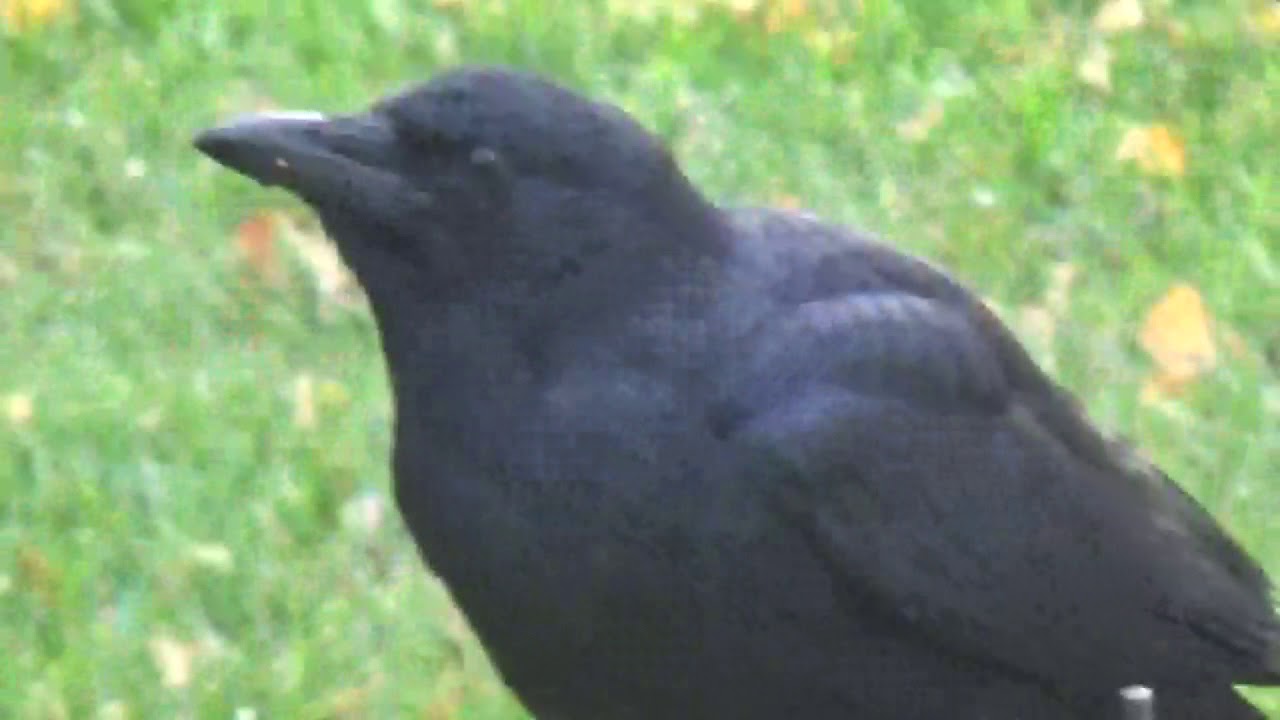 Crow Village