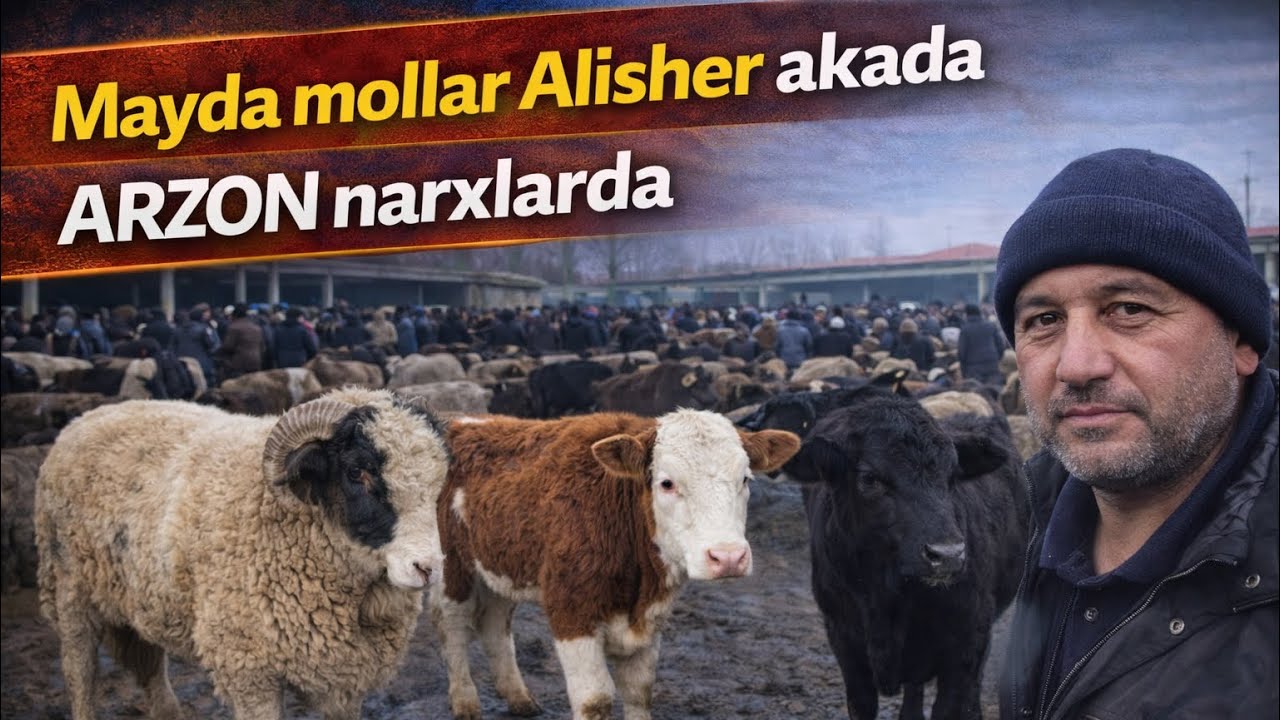 10 феврал 🔥12 bosh mayda mollar arzon narxlarda Alisher aka NARXLARNI YONDIRDI