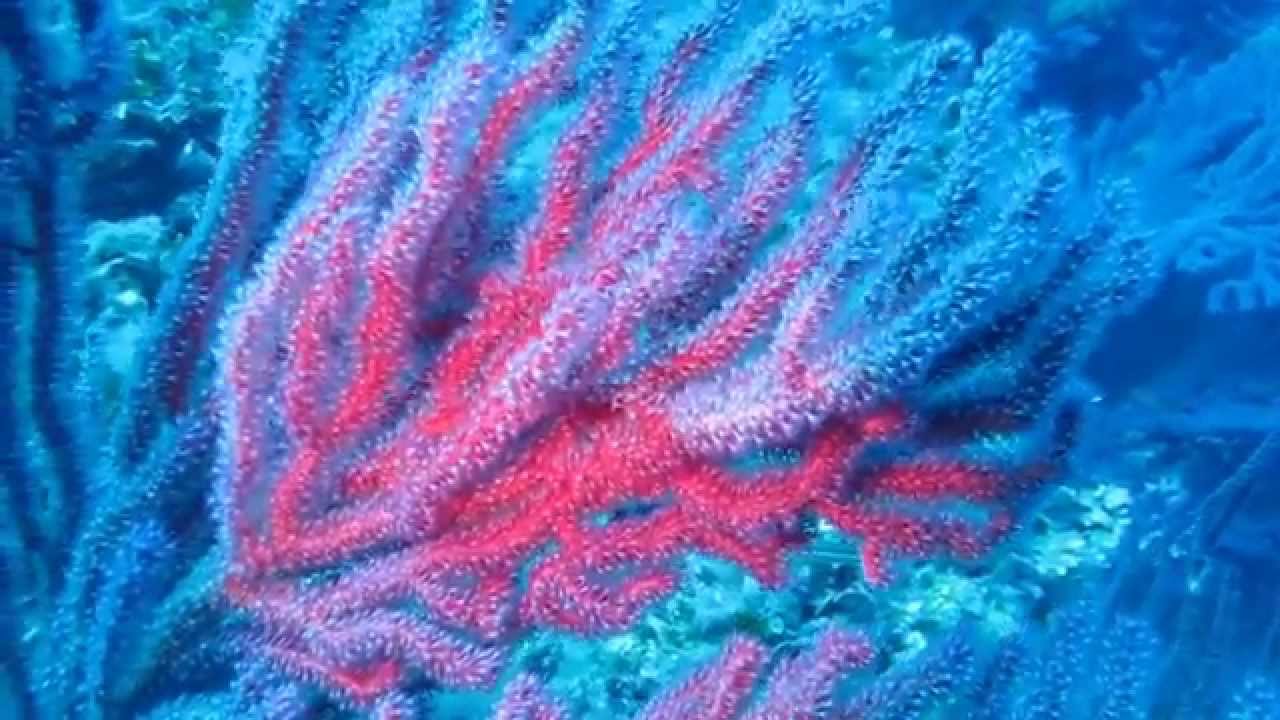 Sardegna in pillole - Immersioni nel parco marino di Tavolara