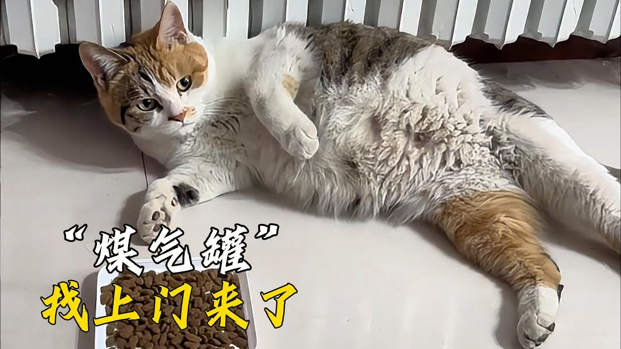 小彩貍臨產前四處尋找適合產崽的地方，誤打誤撞走到了小哥家門口
