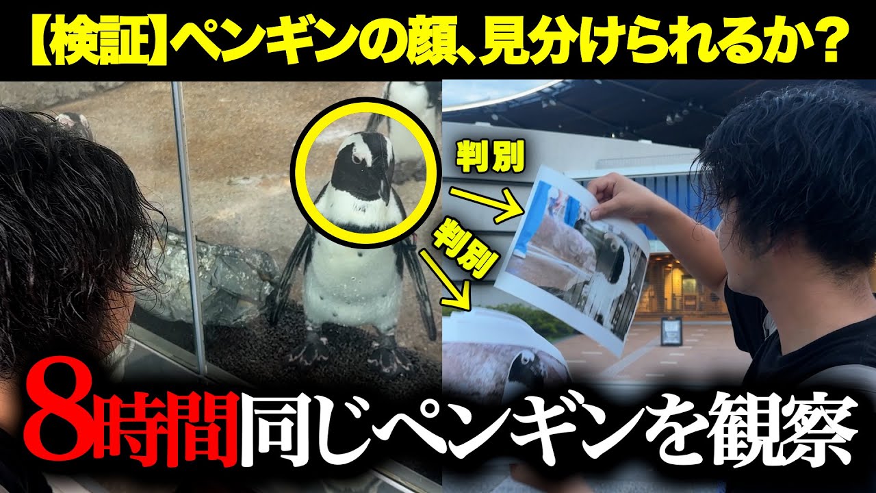 【検証】開園〜閉園まで1羽だけ見ればそのペンギン見分けられるのか！？【水族館】