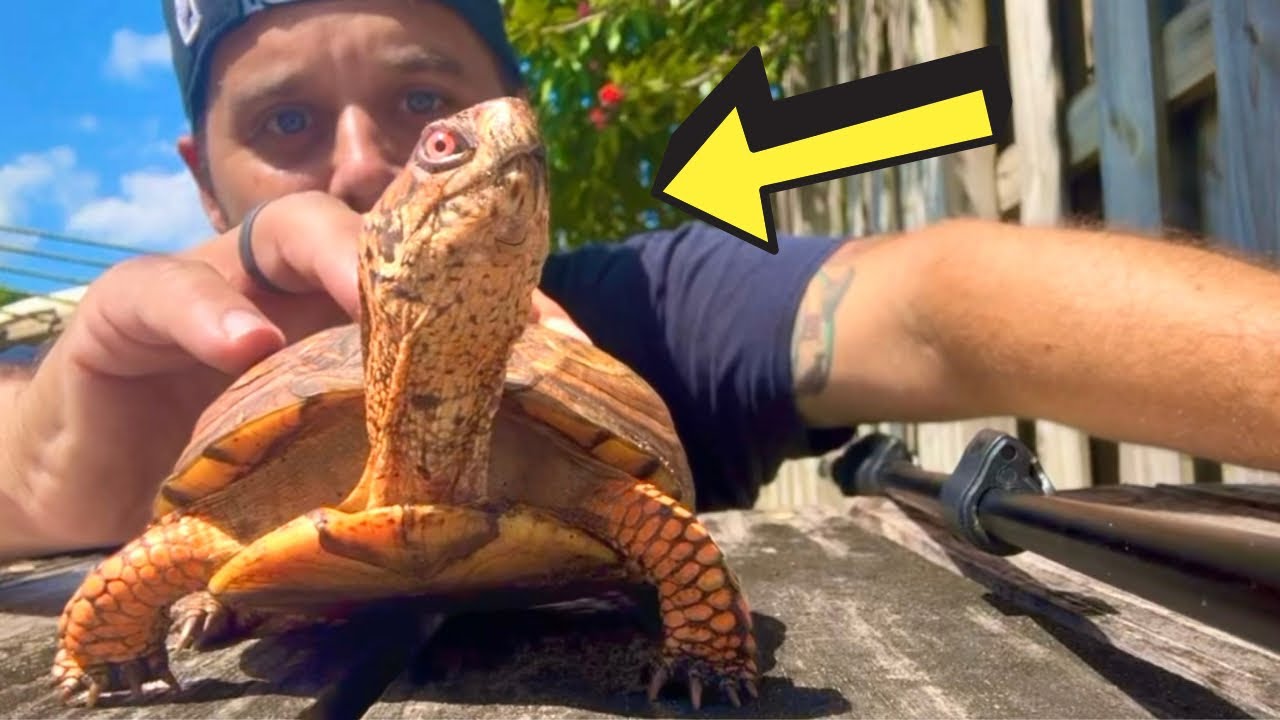 The BEST PET TURTLE Is a BOX TURTLE!!!