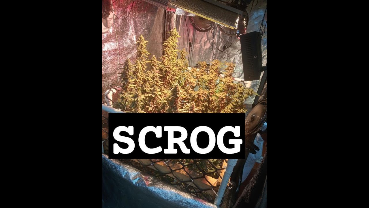SCROG VERTICAL en la ca&ntilde;amera 🌿🌾🍃🌴🌲
