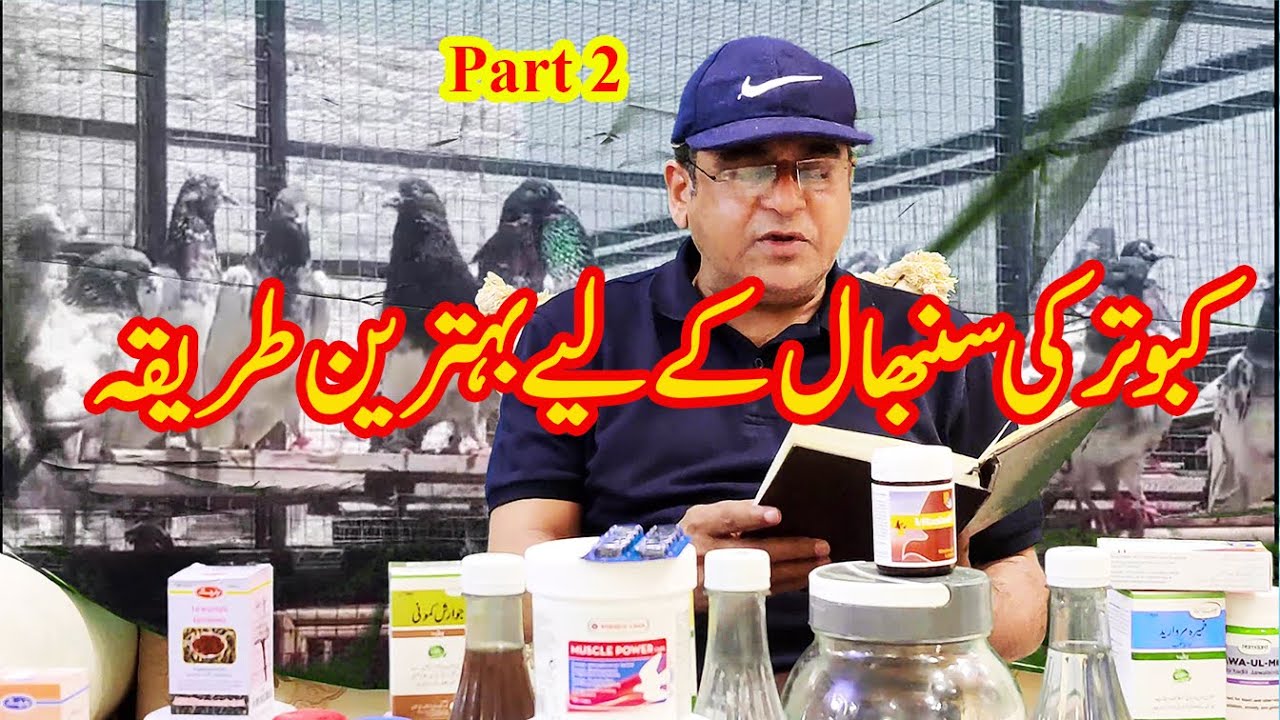 Parwaz se wapsi par Kabootar ki smbhal ka tarika|| 03004515078