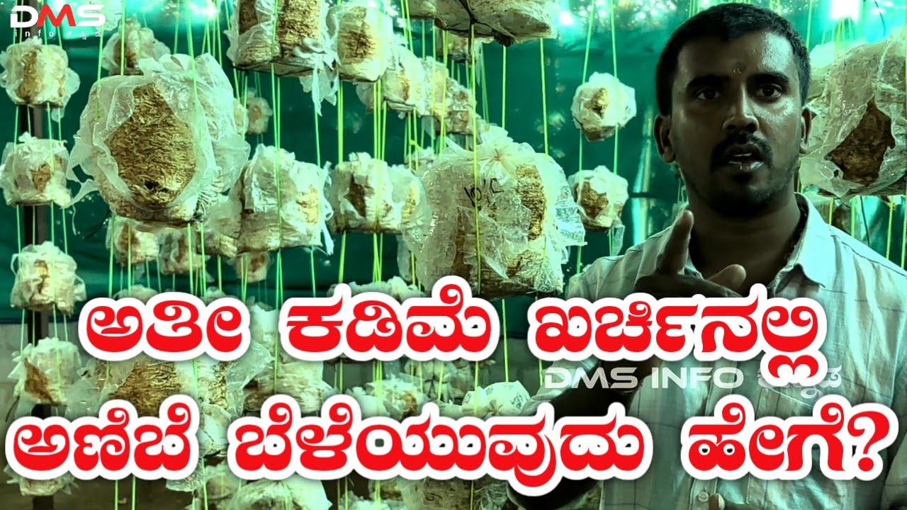 ಅತೀ ಕಡಿಮೆ ಖರ್ಚಿನಲ್ಲಿ ಅಣಿಬೆ ಬೆಳೆಯುವುದು ಹೇಗೆ|anibe Krushi|mushroom farming kannada|mushroom training|