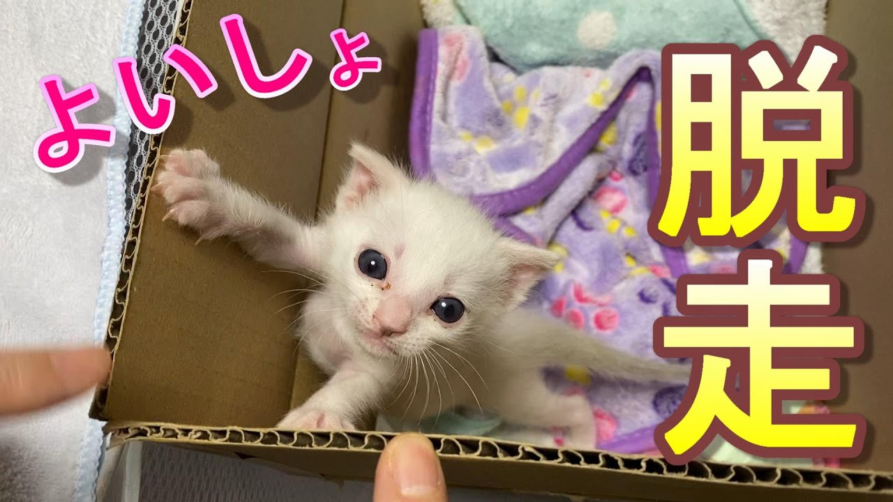 家から何度も脱走する生後23日目の捨て猫の赤ちゃん【保護猫】