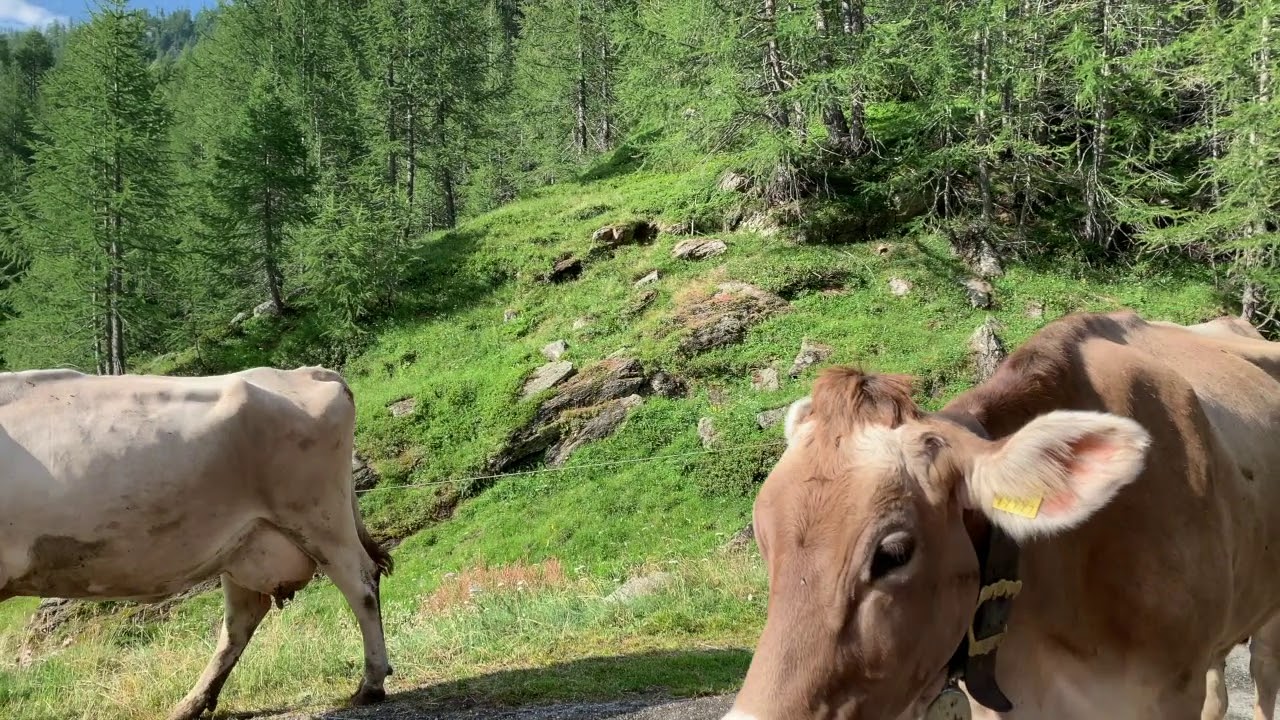 Suono dei campanacci