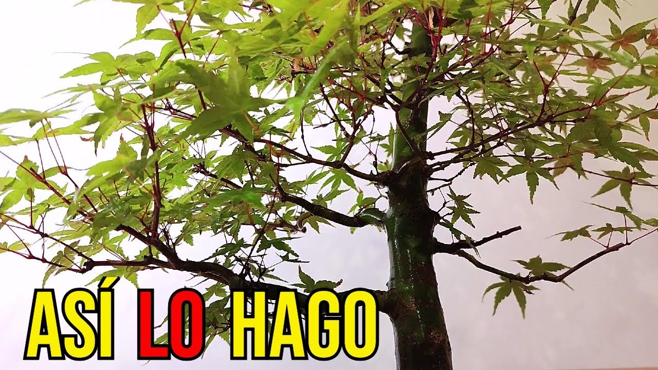 ✅ Cómo Trabajar las Ramas de un BONSAI de Arce Palmatum.