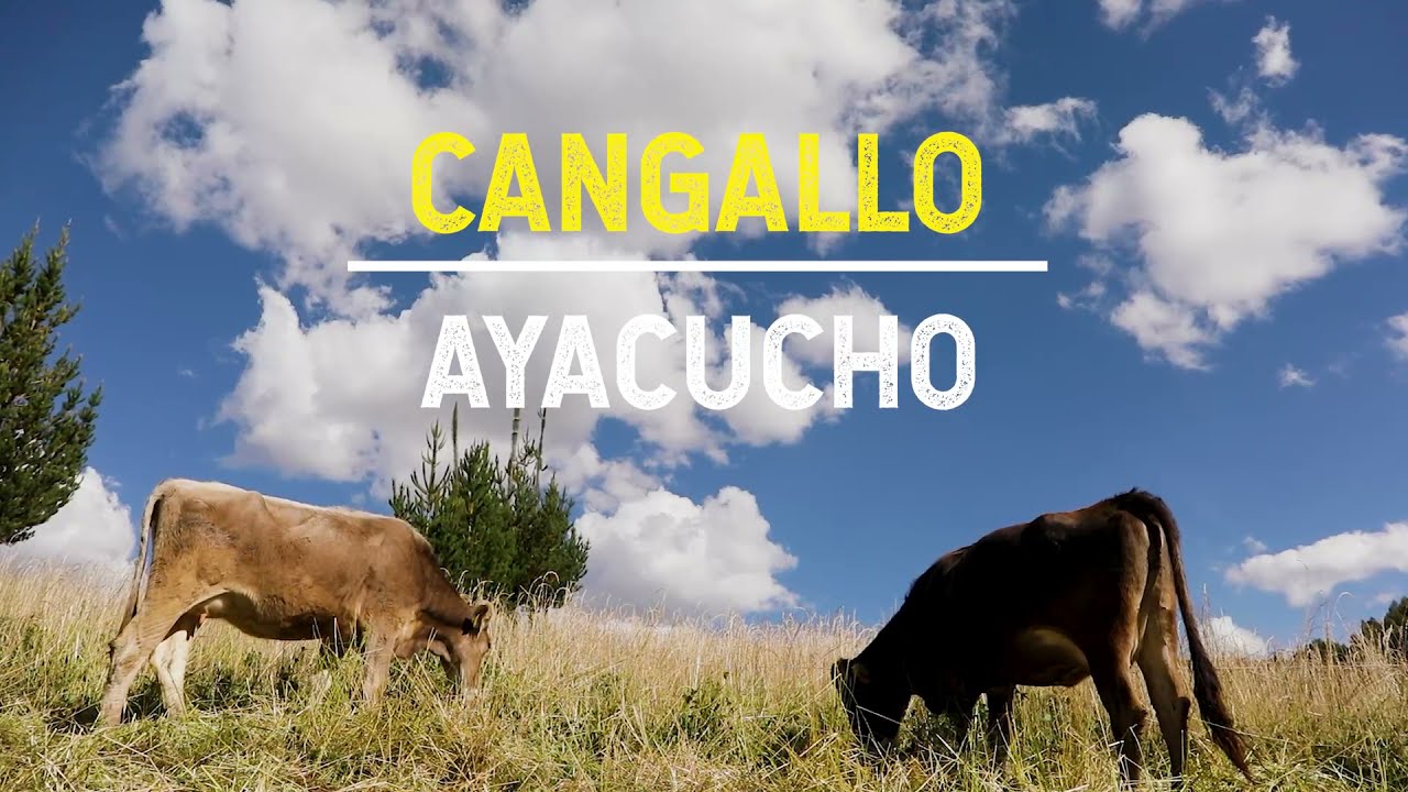 Mejoran productividad de leche en Cangallo - Ayacucho