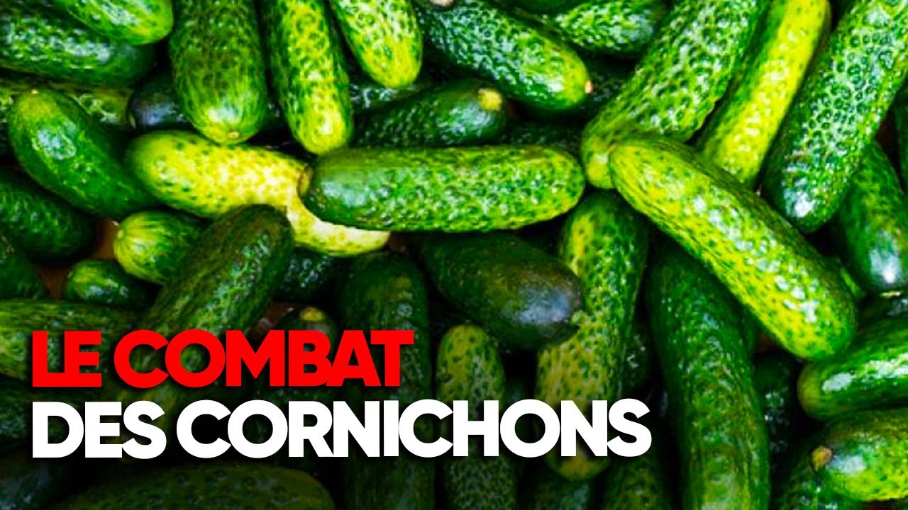 Les secrets du cornichon : enquête sur un marché surprenant - AMP
