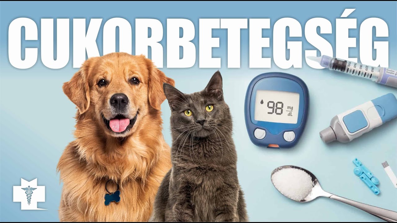 CUKORBETEGSÉG kutyák és macskák esetében