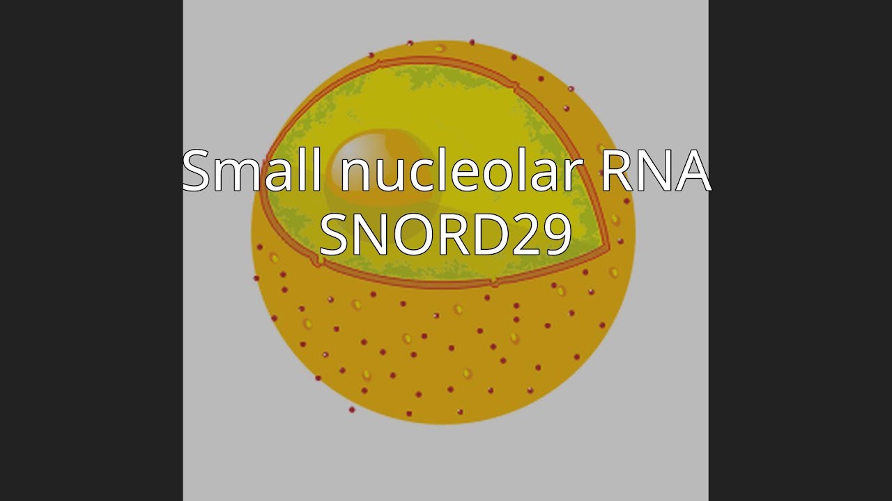 Small nucleolar RNA SNORD29