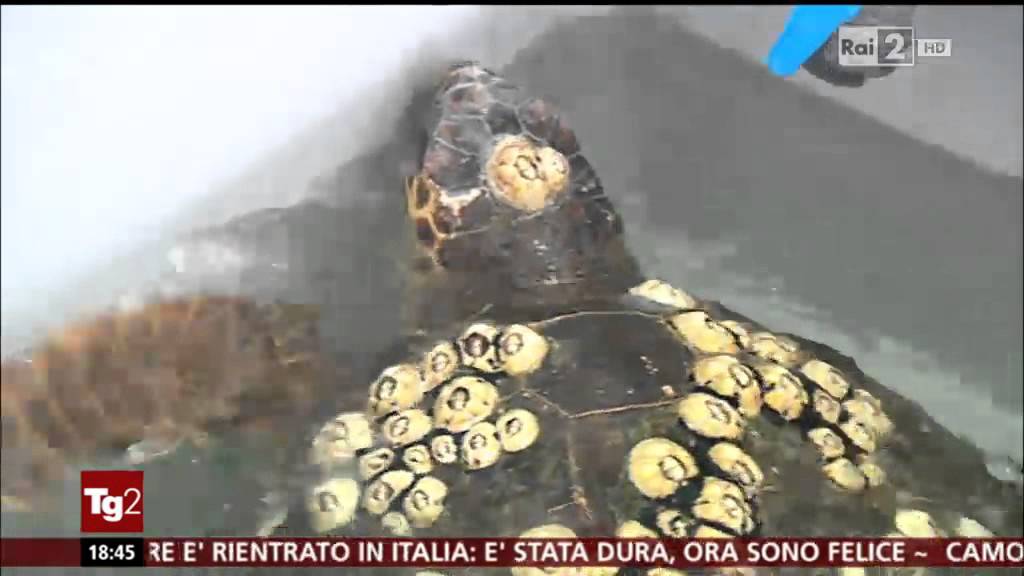 TG2 Mareblu e Legambiente per la liberazione della tartaruga Sandy