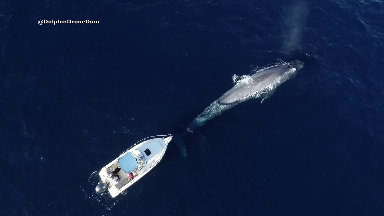 Blue Whale Circles Boat in San Diego