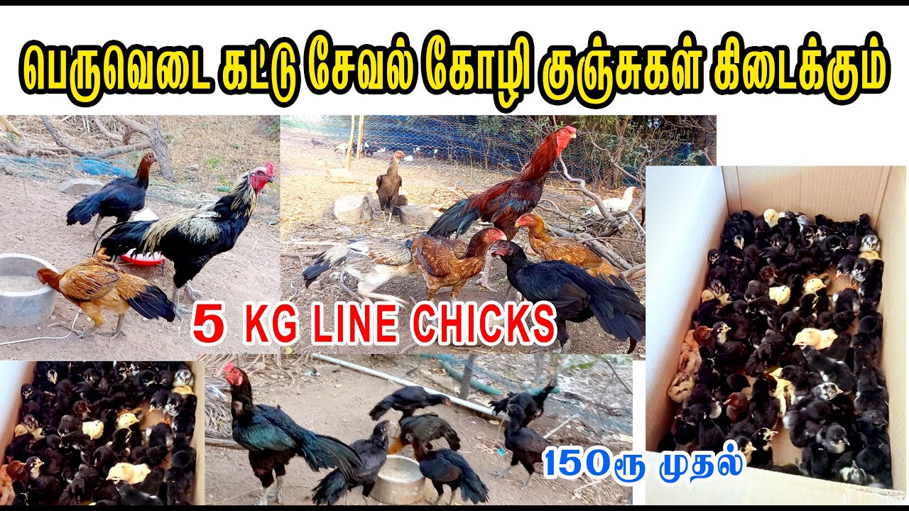 தரமான பெருவிடை கோழி குஞ்சுகள் விற்பனைக்கு| 120  தாய் கோழிகள்| gopi farm