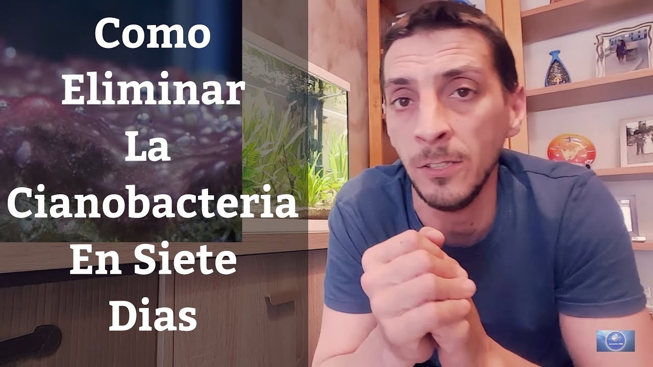 🔵 Como Eliminar La Cianobacteria De Nuestro Acuario En 7 D&iacute;as (Acuarios MB)