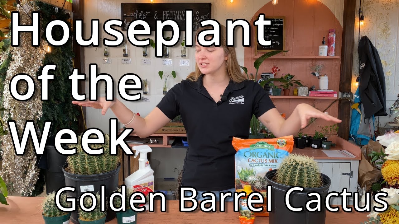 Golden Barrel Cactus - Houseplant of the Week