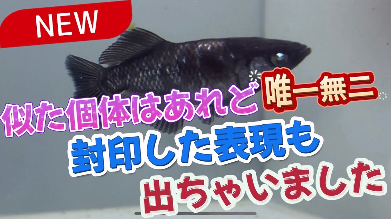 似た個体はあれど唯一無二の個体‼️封印した表現も累代して出しちゃいました！