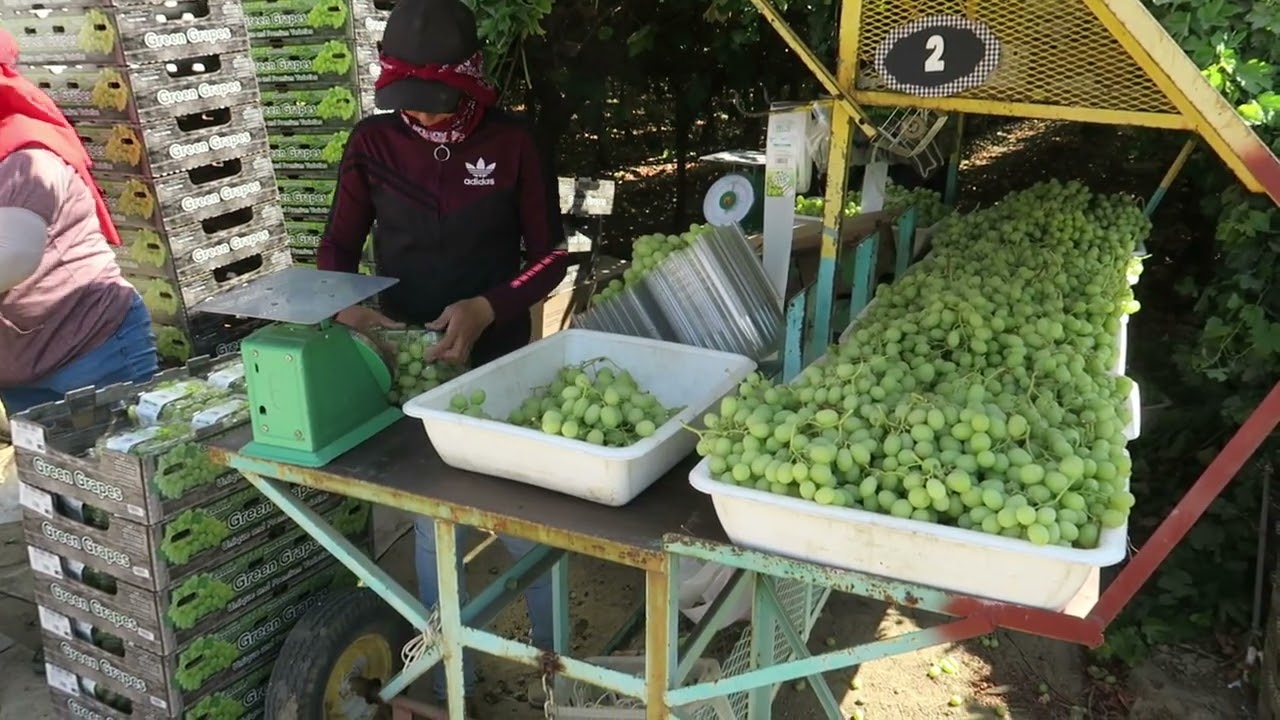 Pandol Sweet Globe Grapes 2025