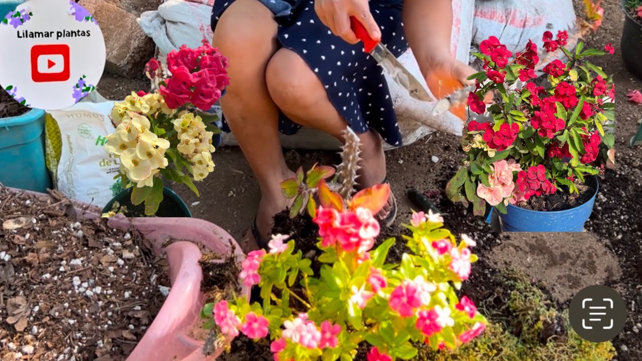 Esto hago para que mis coronas de espinas estén muy bonitas y con muchas flores ( euphorbia mili)