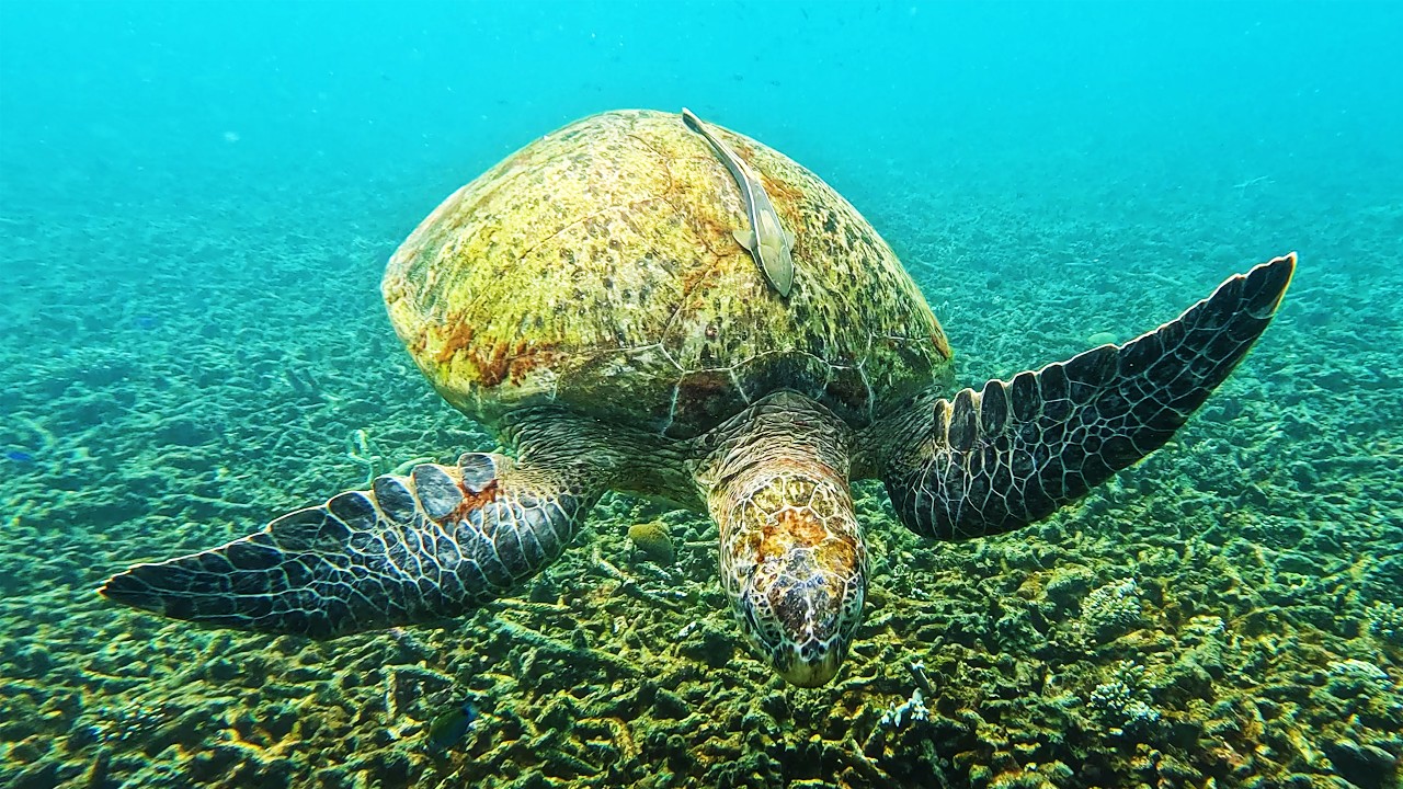 Koh Tao - Thailand's Diving Paradise