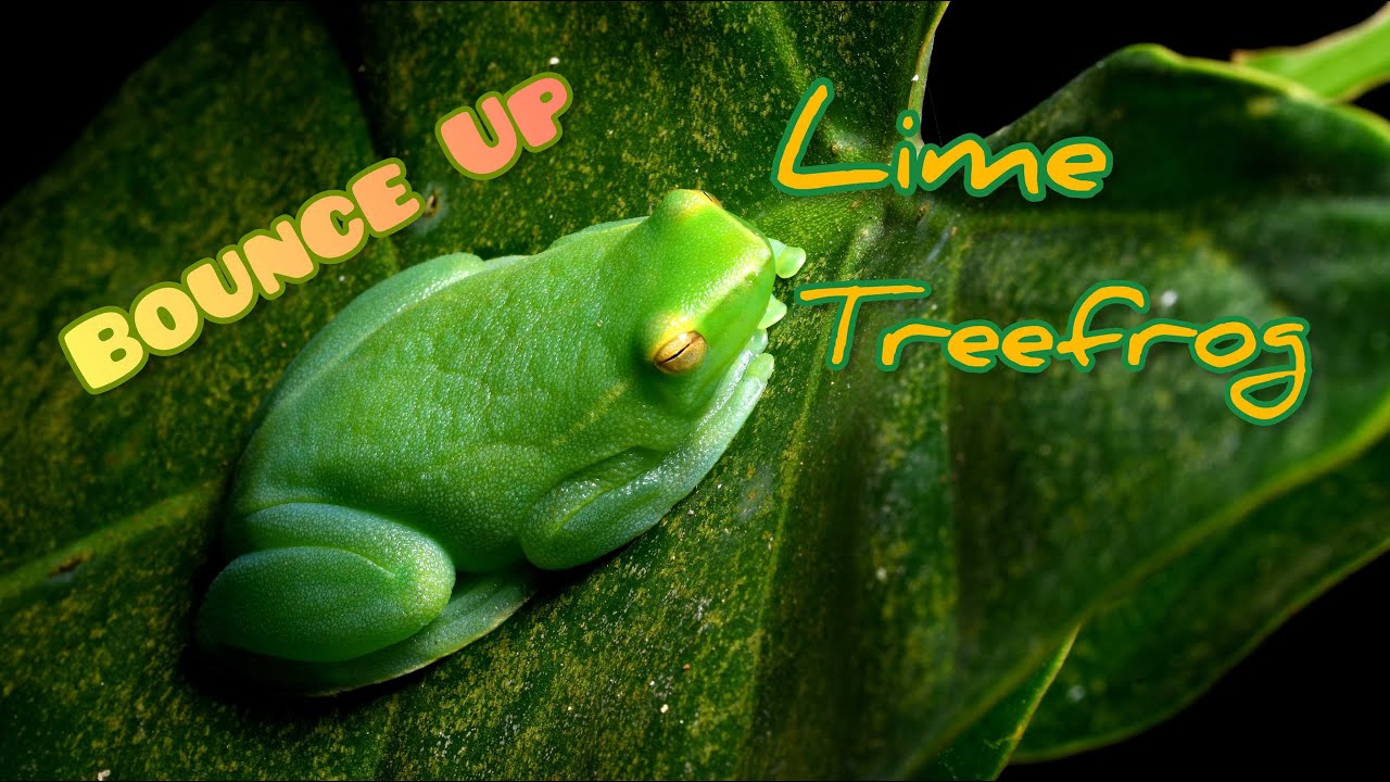 Bounce Up: Lime Treefrog (Sphaenorhynchus lacteus) #frogs #trinidadandtobago