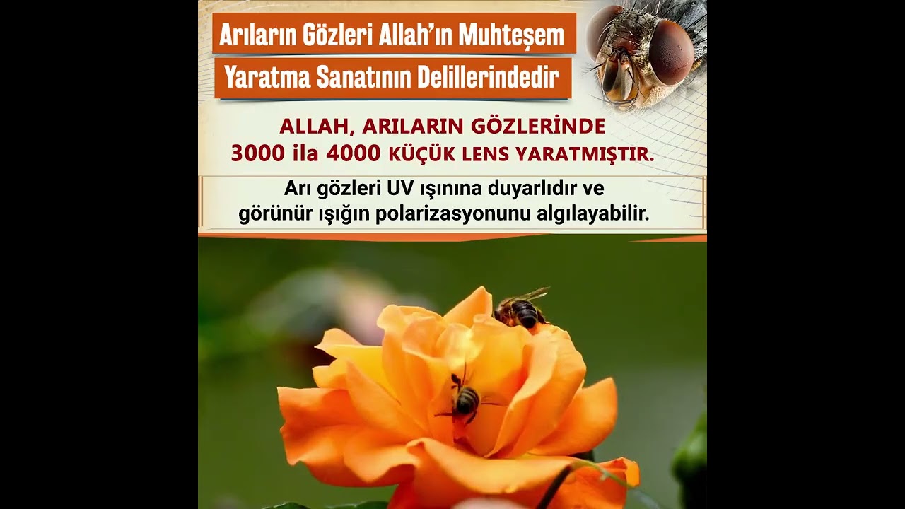 Allah’ın Muhteşem Yaratma Sanatı