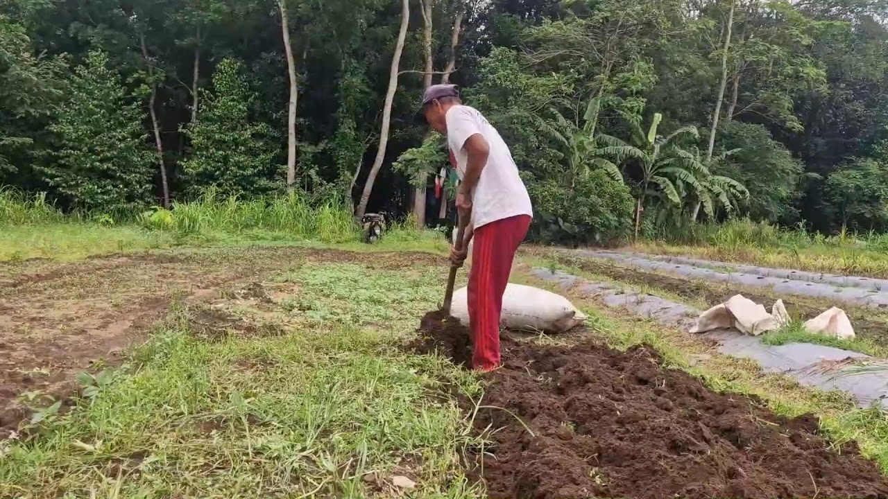 FARMERS’ SECRET: RICE FIELD CULTIVATION USING ONLY A SIMPLE HOE - Agriculture Gardening