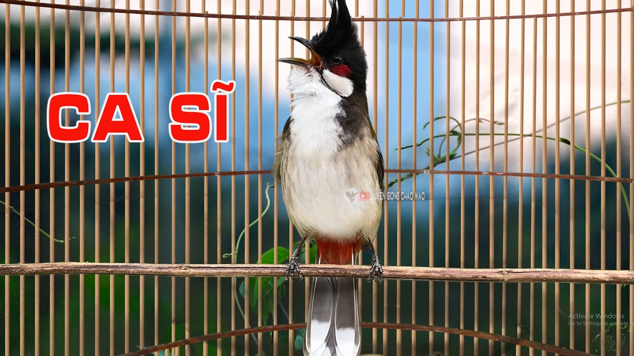chào mào sông kôn | CHÀO MÀO SÔNG KÔN QUẢNG NAM | LUYỆN CHÀO MÀO HÓT GIỌNG Hót Hay