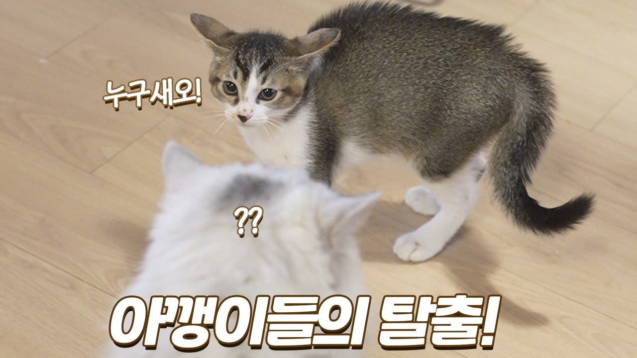 큰 고양이를 보고 털 세우고 난리 난 아기 고양이
