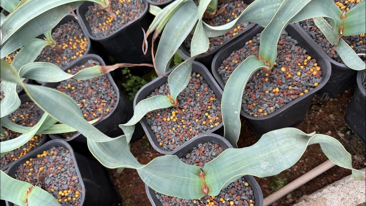 🧧 Happy Lunar New Year 🧧 unbox: Dorstenia gigas, Welwitschia mirabilis