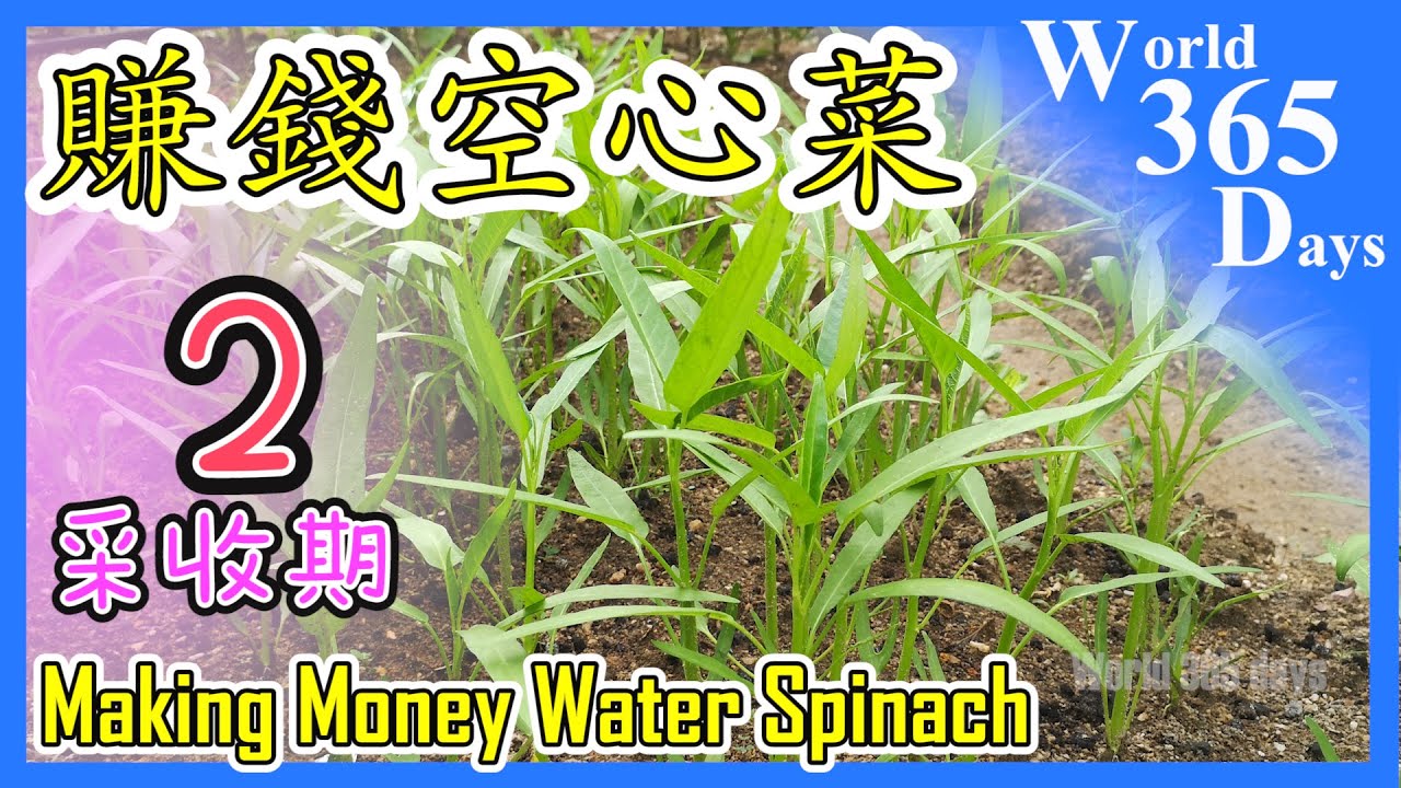 【賺錢空心菜 2】如何种蕹菜| 无农药吃得安心吃出健康【种植秘诀】栽种经验和方案【全公开】Making Money Water Spinach