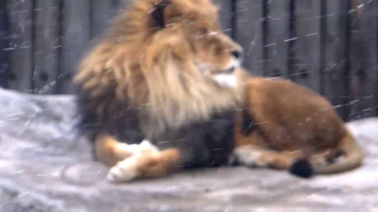 Cleveland Metroparks Zoo-Explore Your Wild Side