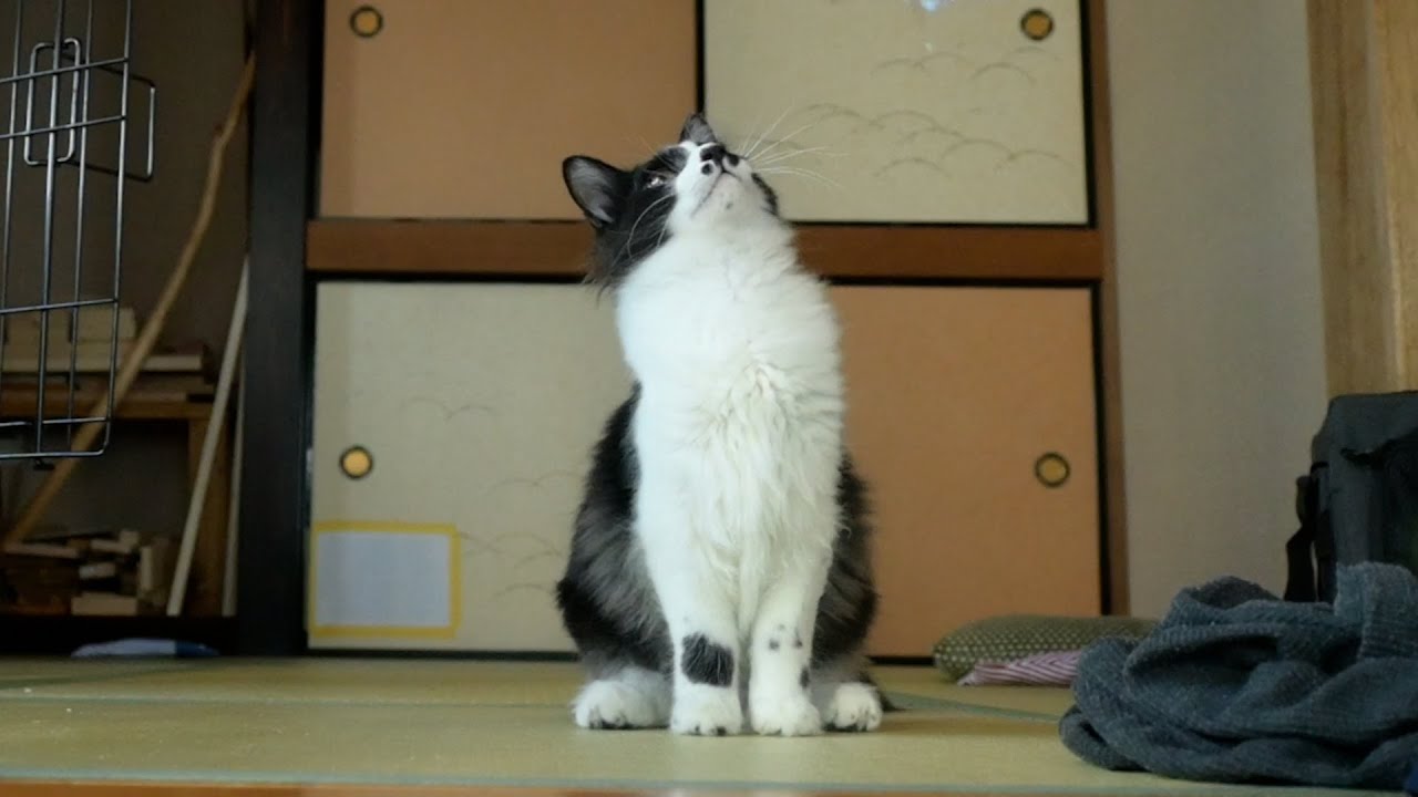 大好きなおもちゃに大興奮！なイーシャンテン