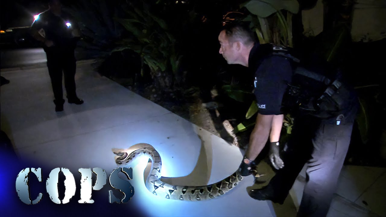 Full Episode: Police Encounter Giant 12-Foot Snake 🐍 | Cops TV Show