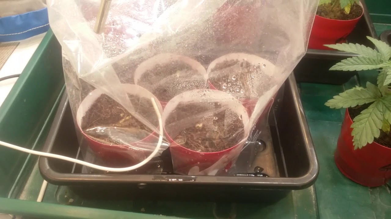 Mini grow tent setup - from seed to seeds - smoke free forever