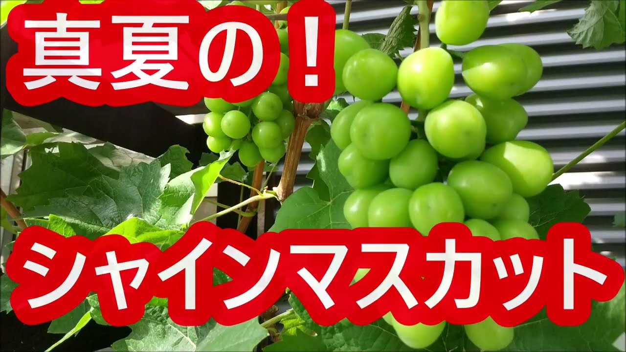 シャインマスカット露地栽培：真夏の肥大・成熟