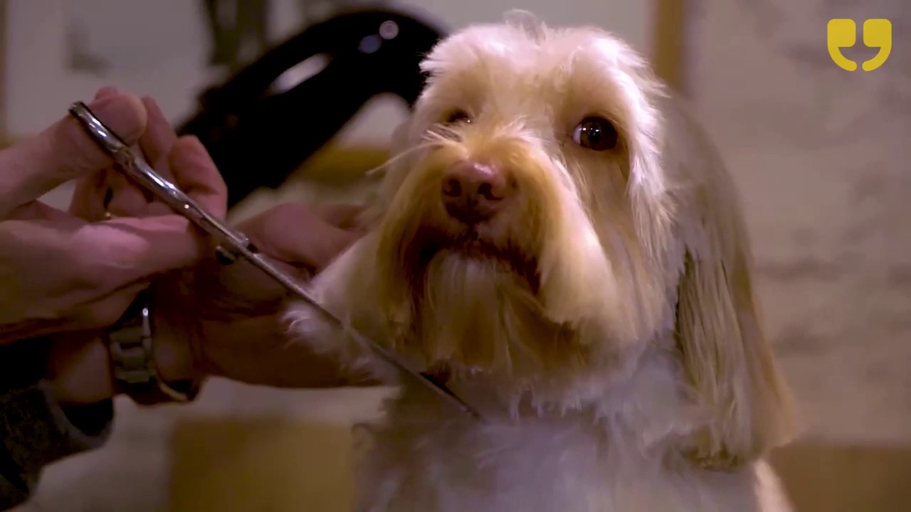 Diana & George Dog Grooming and Daycare