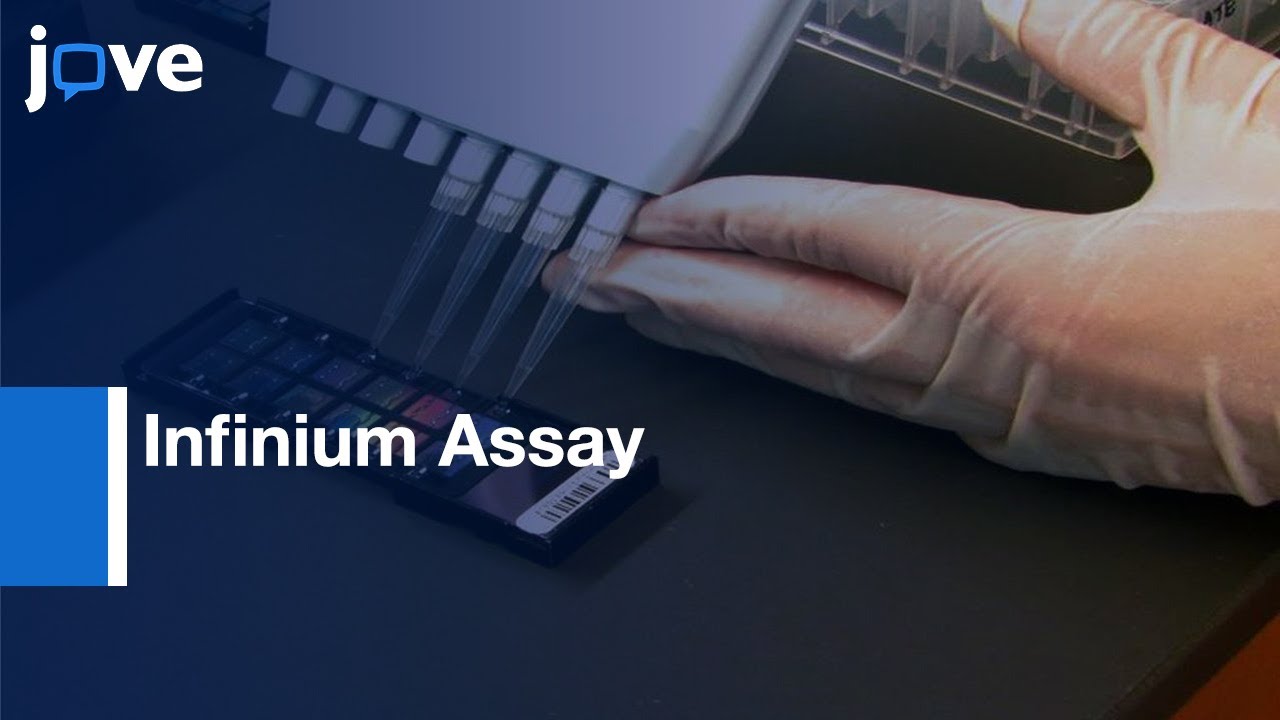 Infinium Assay For Large-Scale SNP Genotyping Applications l Protocol Preview