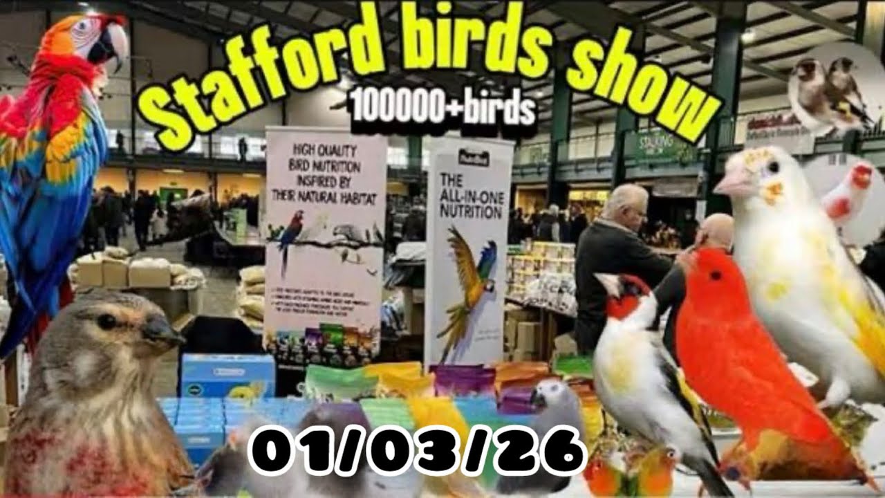 Stafford birds show uk     01/03/26.      Part ( 2 )