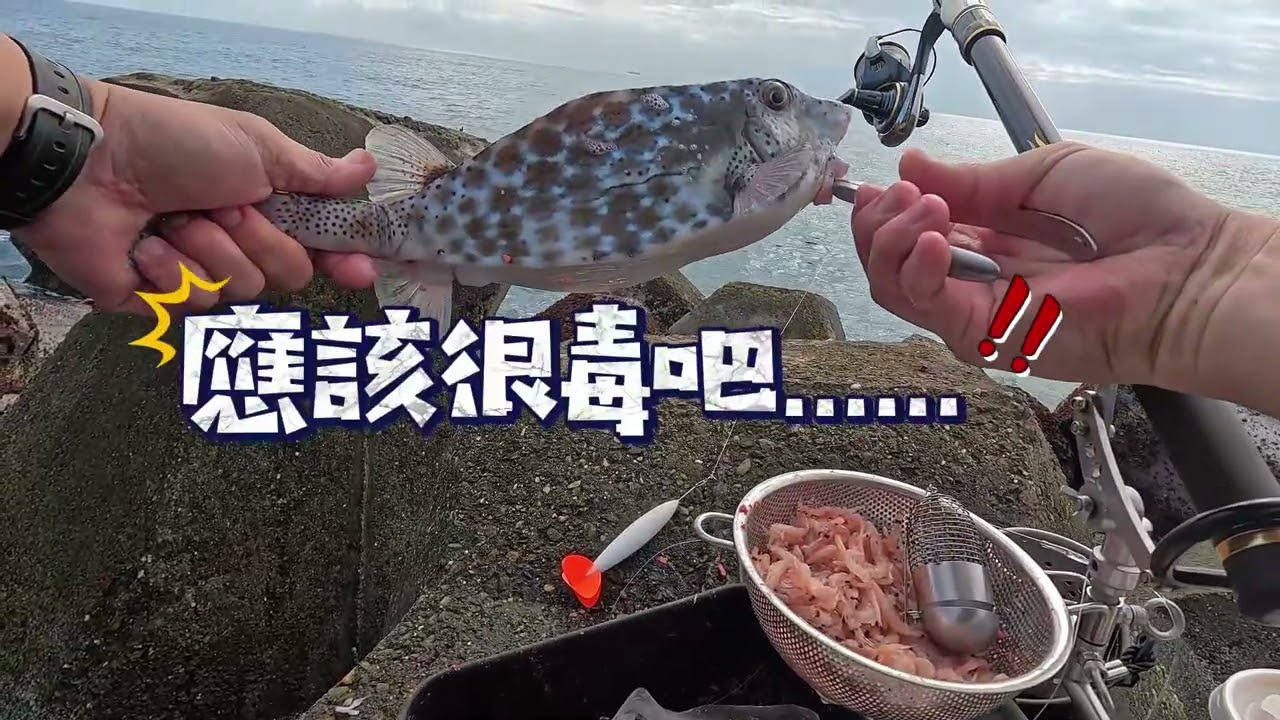 冬季花蓮遠投籠釣趣，魚一下吃一下又不吃，好難掌握啊，不能在一直怪虎魨偷咬線，因為釣到新的河魨了....