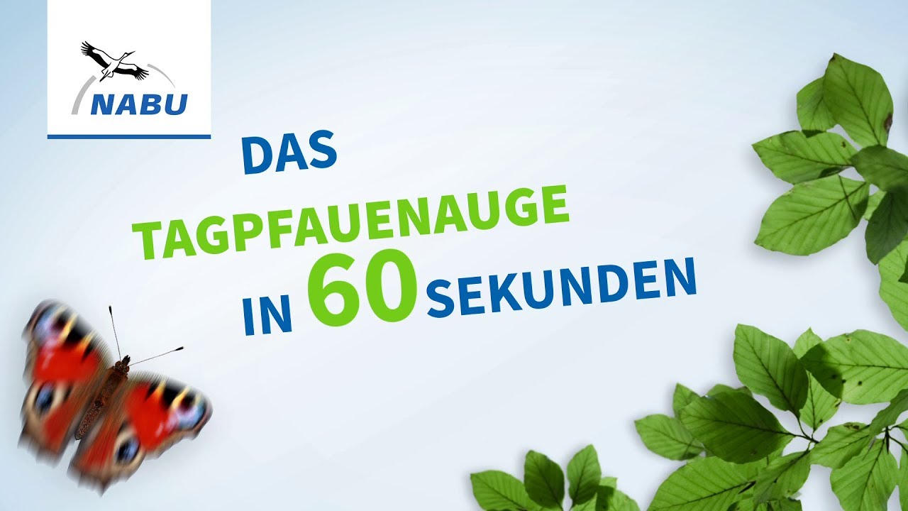 Das Tagpfauenauge in 60 Sekunden