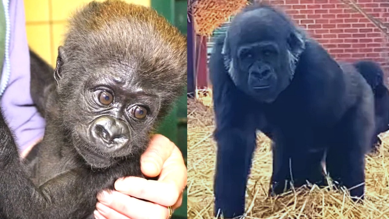 Minnie&rsquo;s Journey: A Baby Gorilla&rsquo;s Fight for Love and Belonging