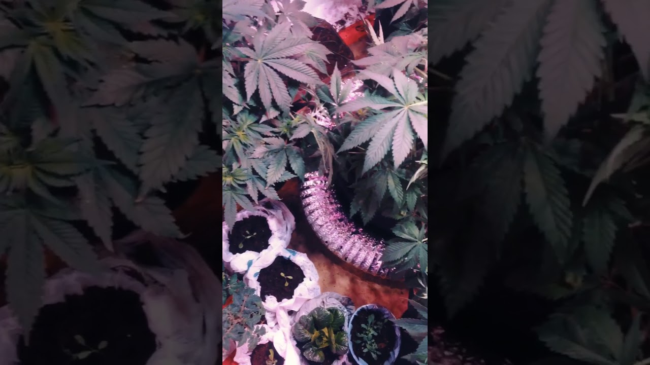 Crown Royal 👑 🌴(crop king) Seed to Harvest 🗡🍃