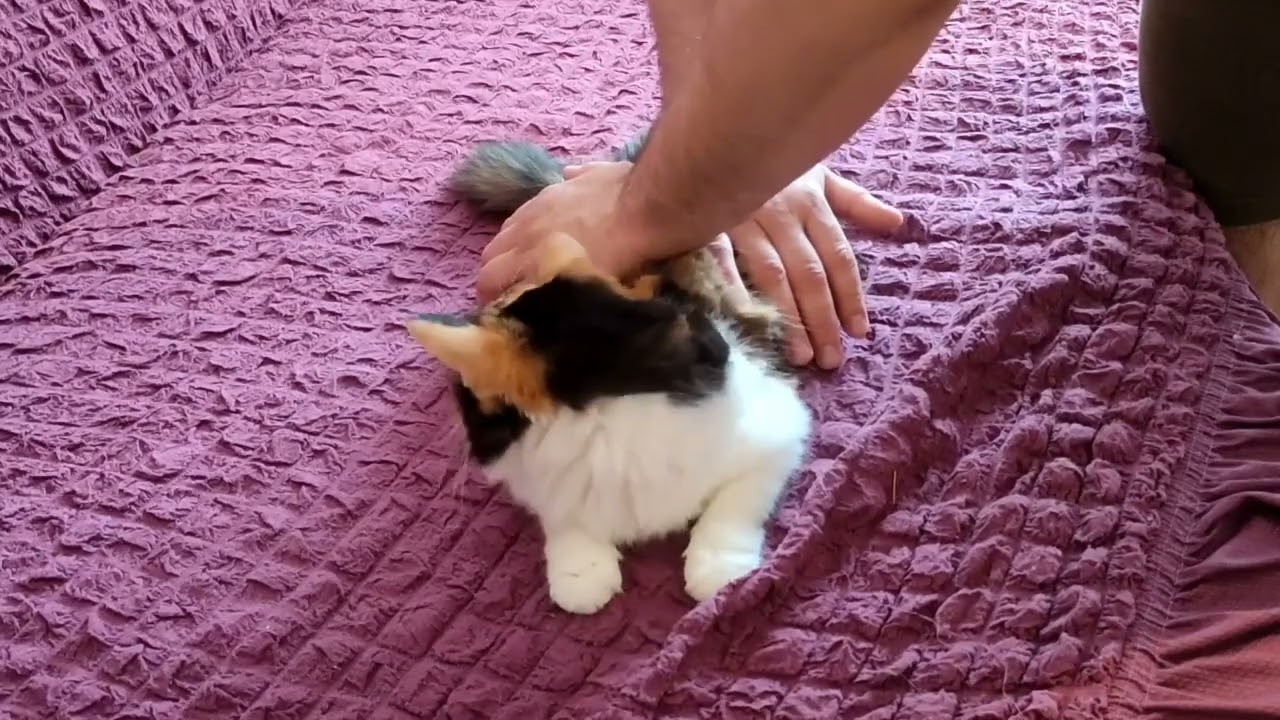 Мануальная терапия для животных 🤔😺