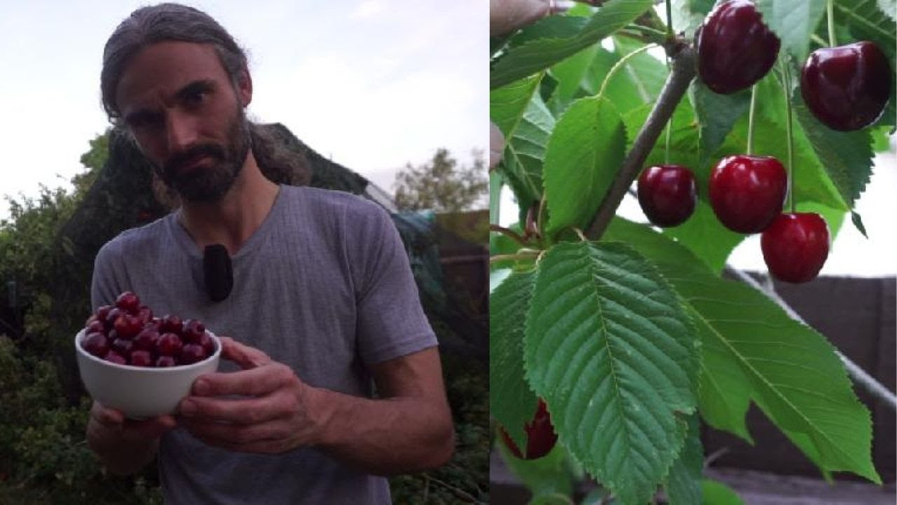 How to grow cherries