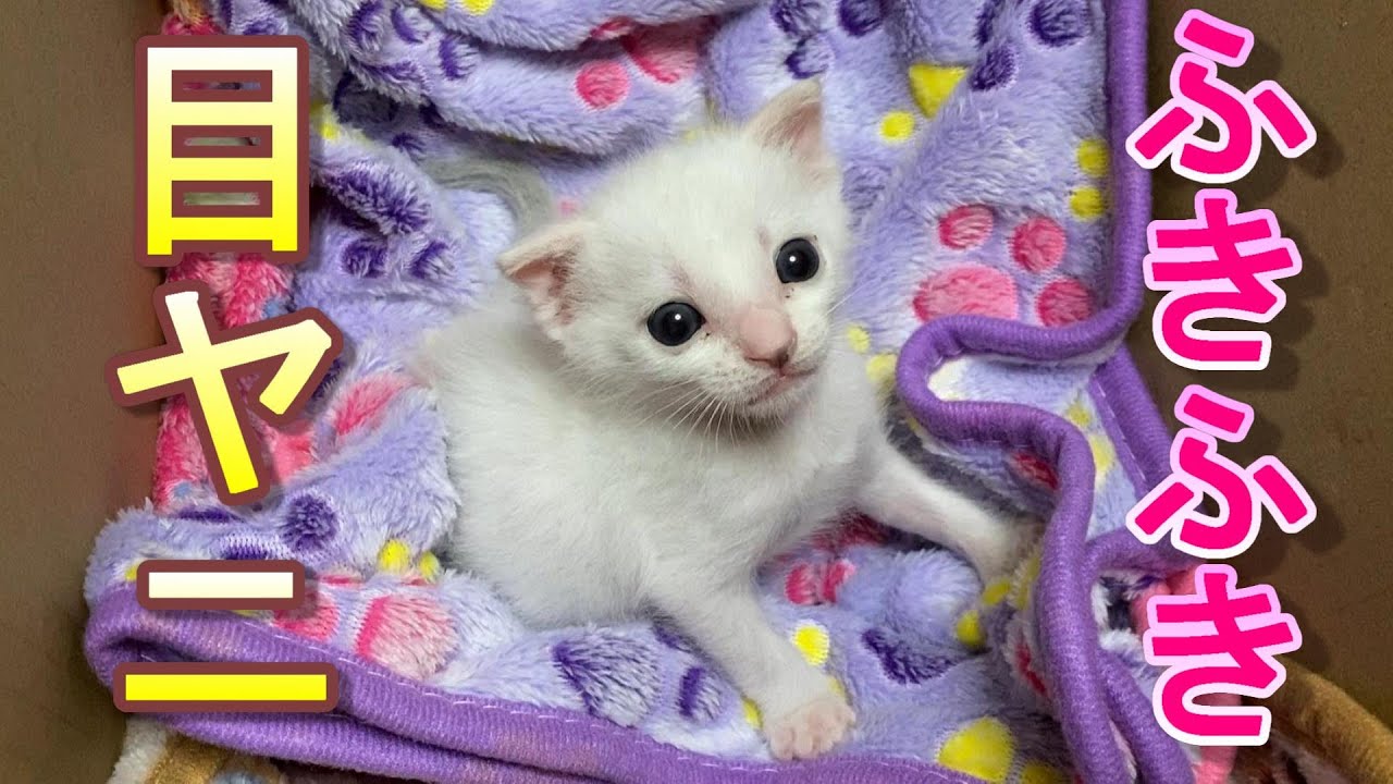 大人しく気持ちよさそうに目ヤニを拭かせてくれる生後20日目の赤ちゃん子猫【保護猫】