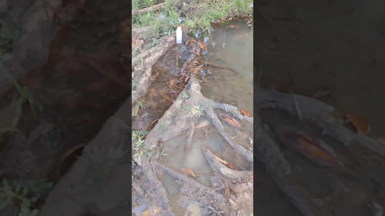 NATUREZA &Eacute; VIDA